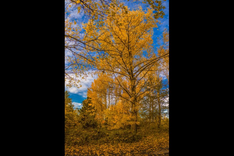 Yellow.
